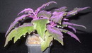 Purple Passion